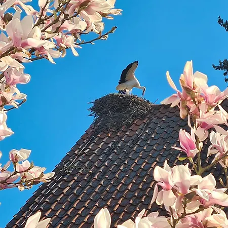 Apartment Storchenblick Wunstorf